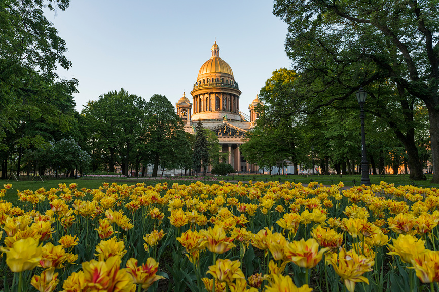 Поле тюльпанов перед Исаакиевским собором